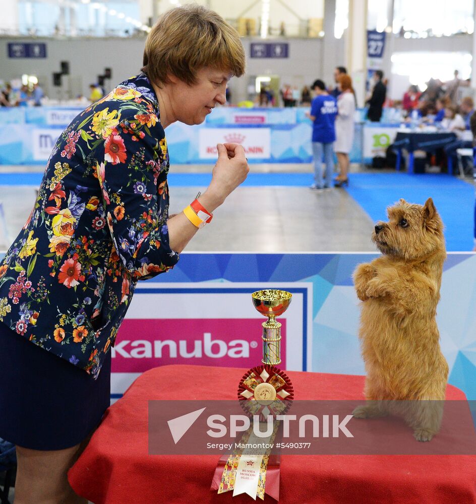 Eurasia 2018 dog show