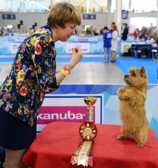 Eurasia 2018 dog show
