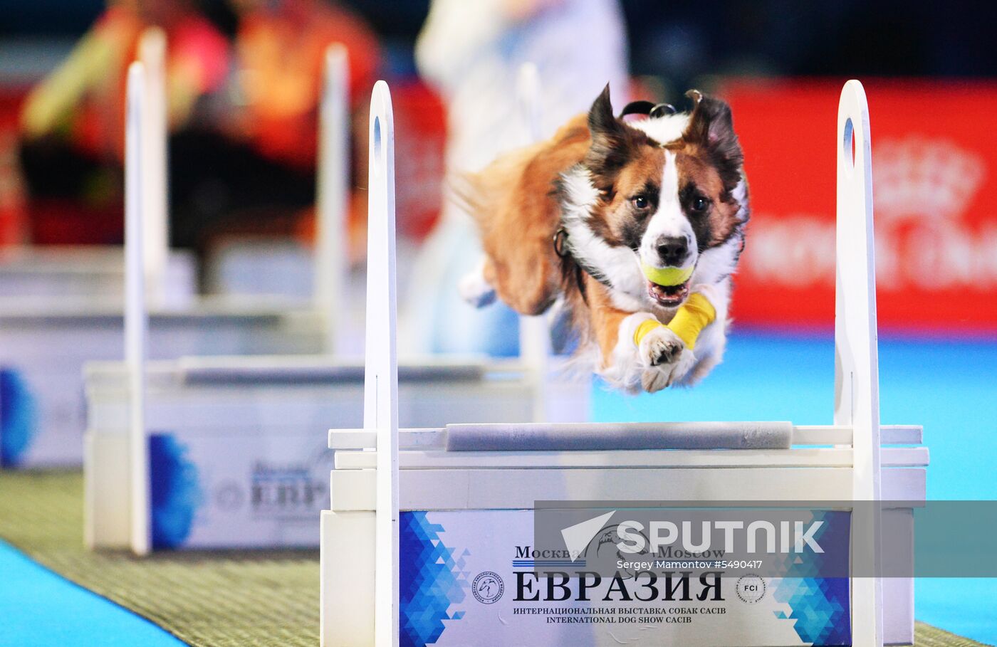 Eurasia 2018 dog show