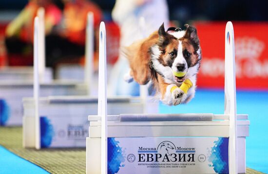 Eurasia 2018 dog show