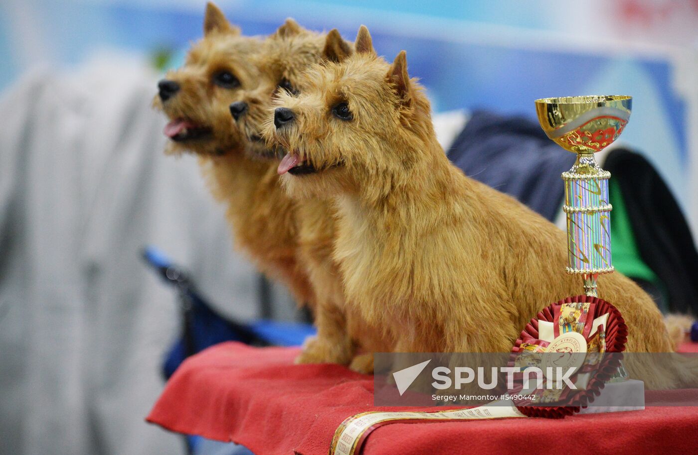Eurasia 2018 dog show