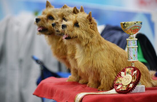 Eurasia 2018 dog show