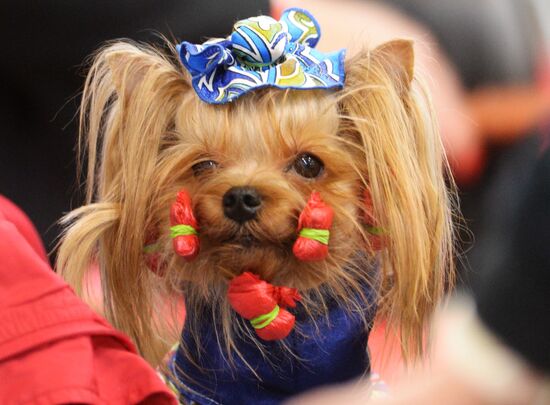 Eurasia 2018 dog show