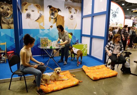 Eurasia 2018 dog show