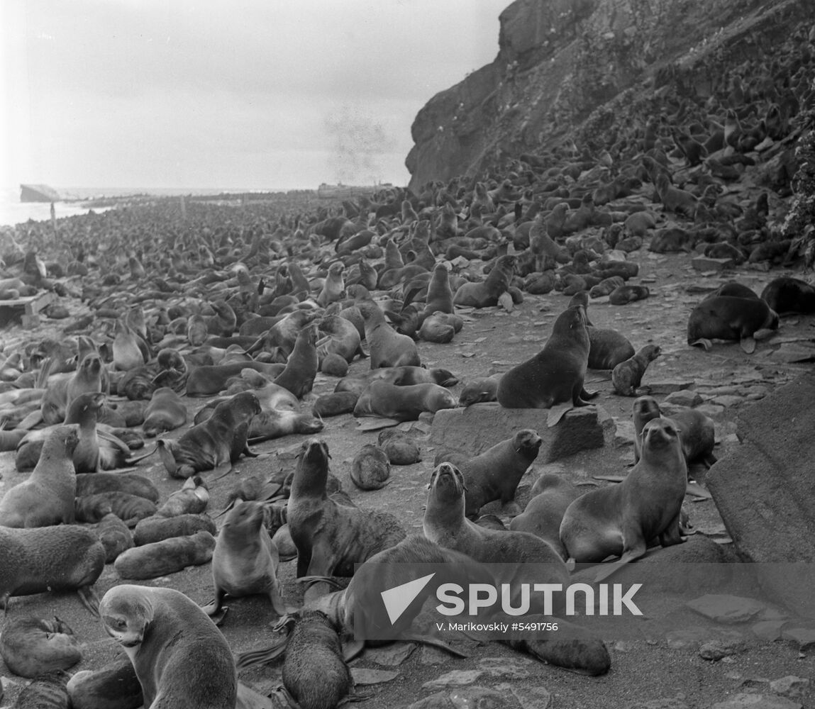 Seal Island in Okhotsk Sea