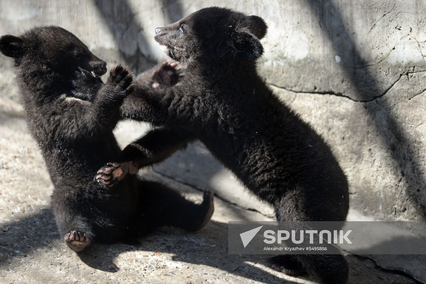 Asian black bear cubs at Novosibirsk Zoo