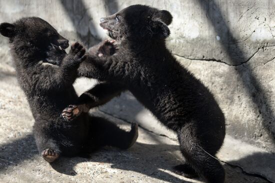 Asian black bear cubs at Novosibirsk Zoo