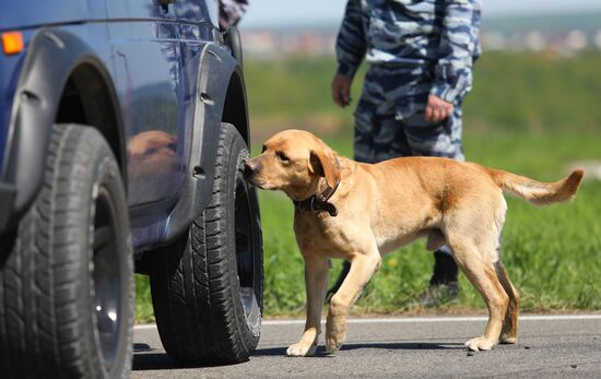 Canine teams competition in Belgorod Region