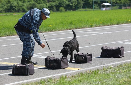 Canine teams competition in Belgorod Region