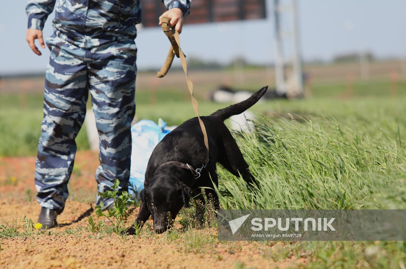 Canine teams competition in Belgorod Region