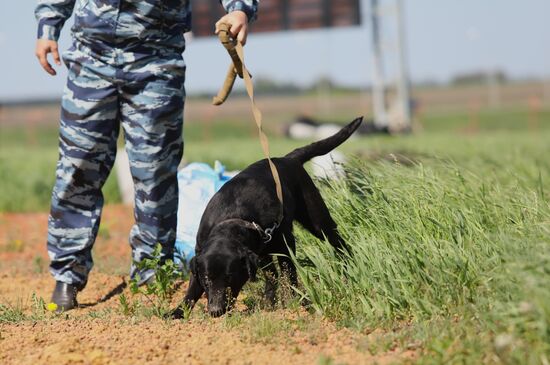Canine teams competition in Belgorod Region
