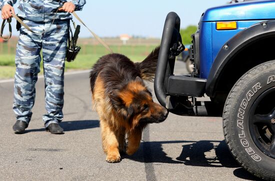 Canine teams competition in Belgorod Region