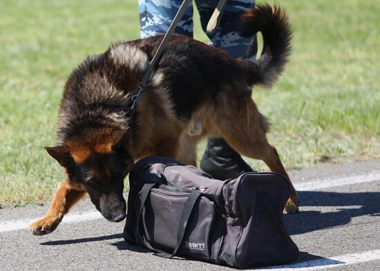 Canine teams competition in Belgorod Region