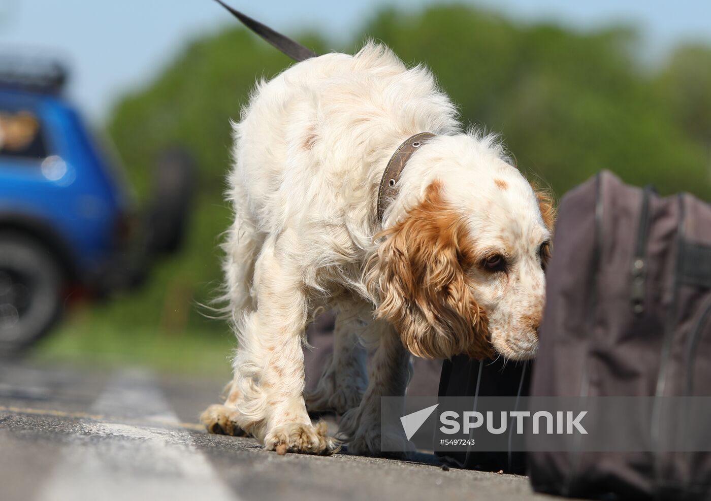 Canine teams competition in Belgorod Region