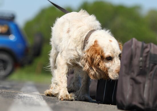 Canine teams competition in Belgorod Region