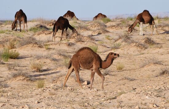 Countries of the world. Tunisia