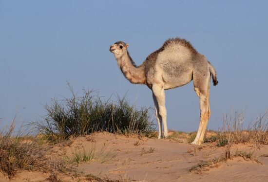 Countries of the world. Tunisia