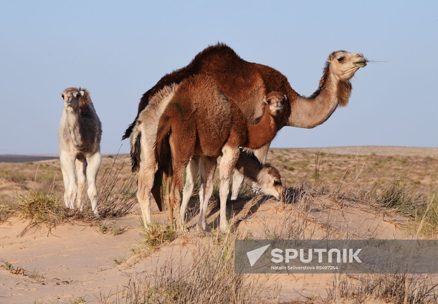 Countries of the world. Tunisia