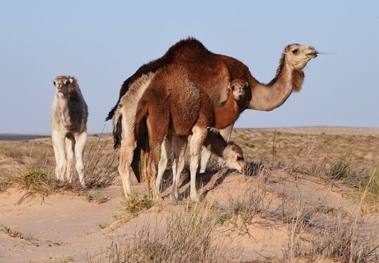 Countries of the world. Tunisia