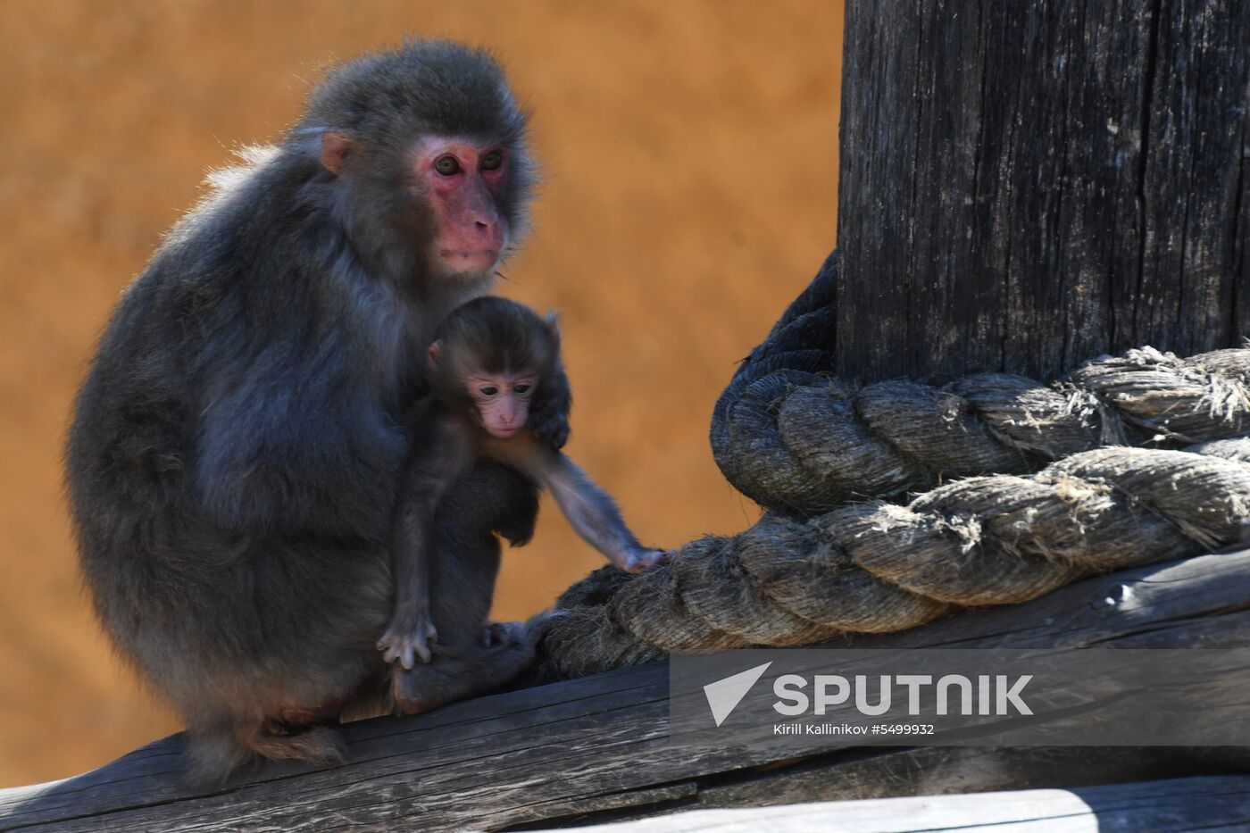 Baby Japanese macaque born in Moscow Zoo