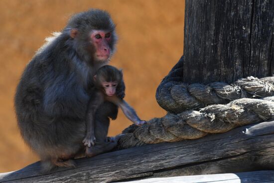 Baby Japanese macaque born in Moscow Zoo