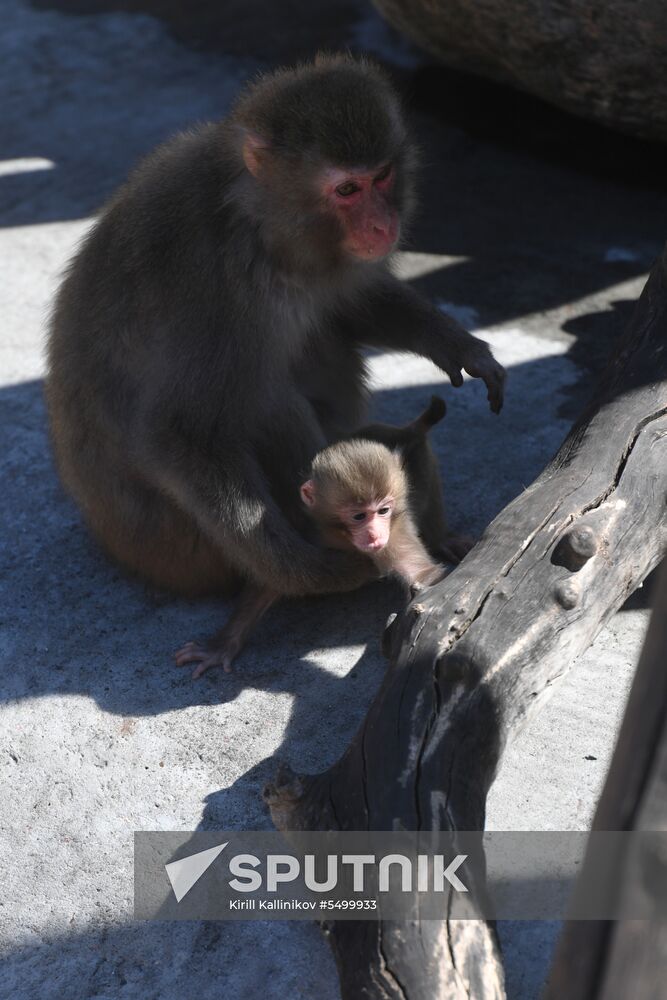 Baby Japanese macaque born in Moscow Zoo