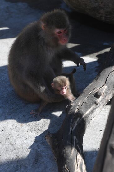 Baby Japanese macaque born in Moscow Zoo