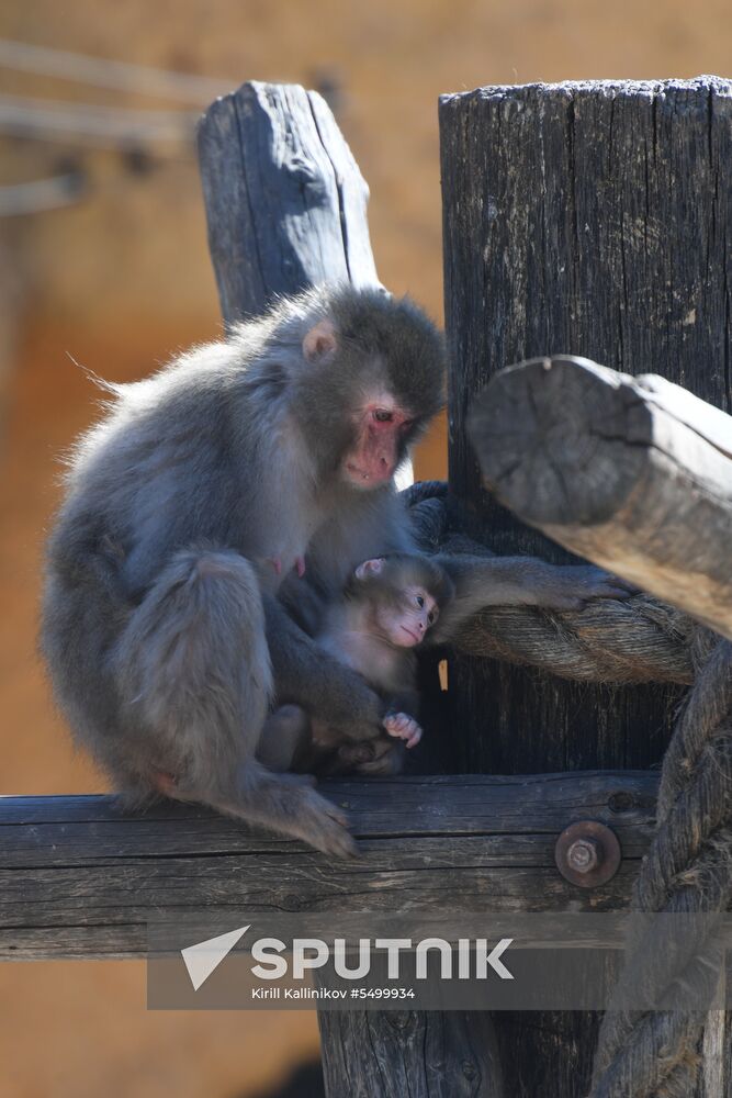 Baby Japanese macaque born in Moscow Zoo