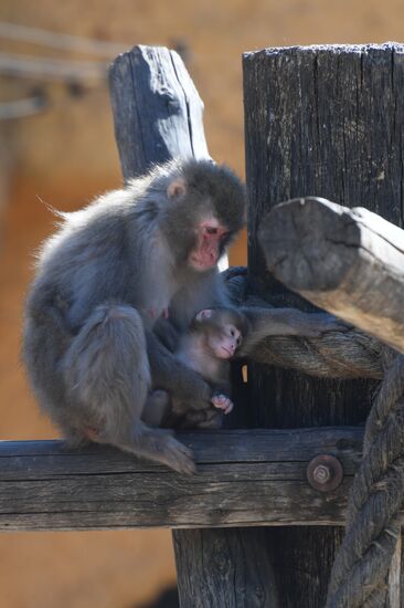 Baby Japanese macaque born in Moscow Zoo