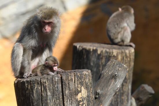 Baby Japanese macaque born in Moscow Zoo