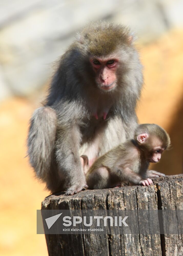 Baby Japanese macaque born in Moscow Zoo