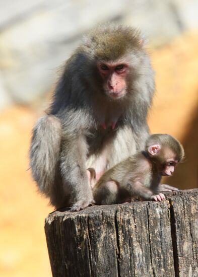 Baby Japanese macaque born in Moscow Zoo