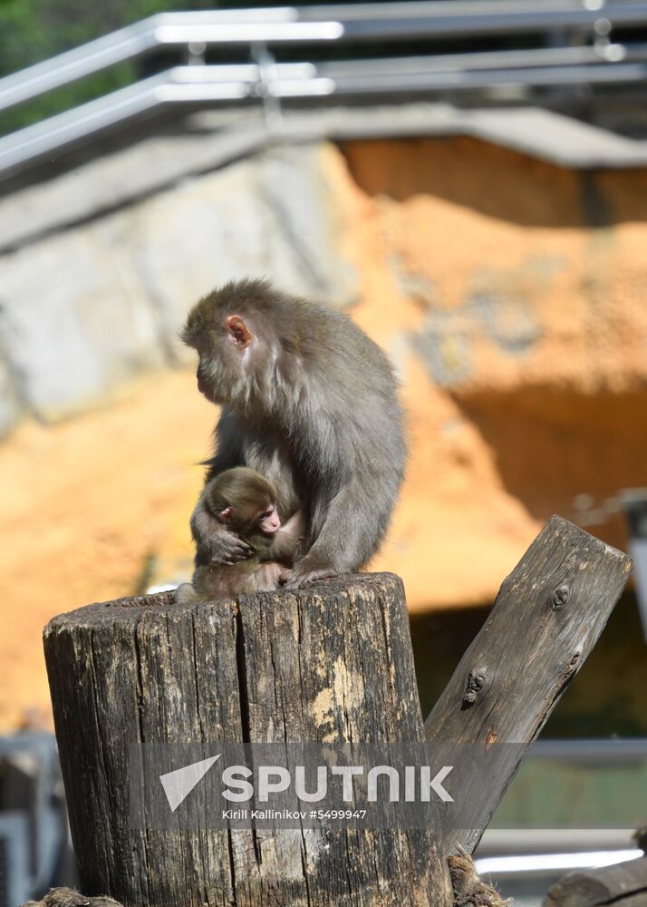 Baby Japanese macaque born in Moscow Zoo