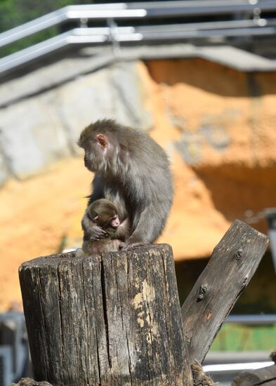 Baby Japanese macaque born in Moscow Zoo