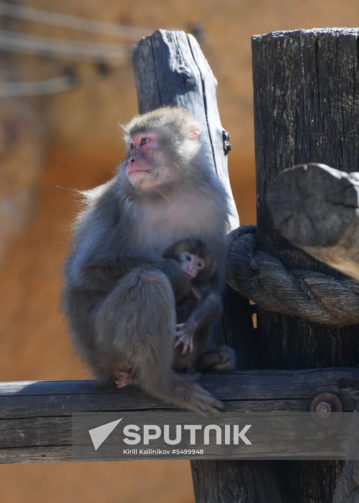 Baby Japanese macaque born in Moscow Zoo