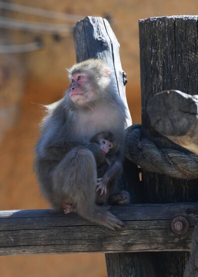 Baby Japanese macaque born in Moscow Zoo
