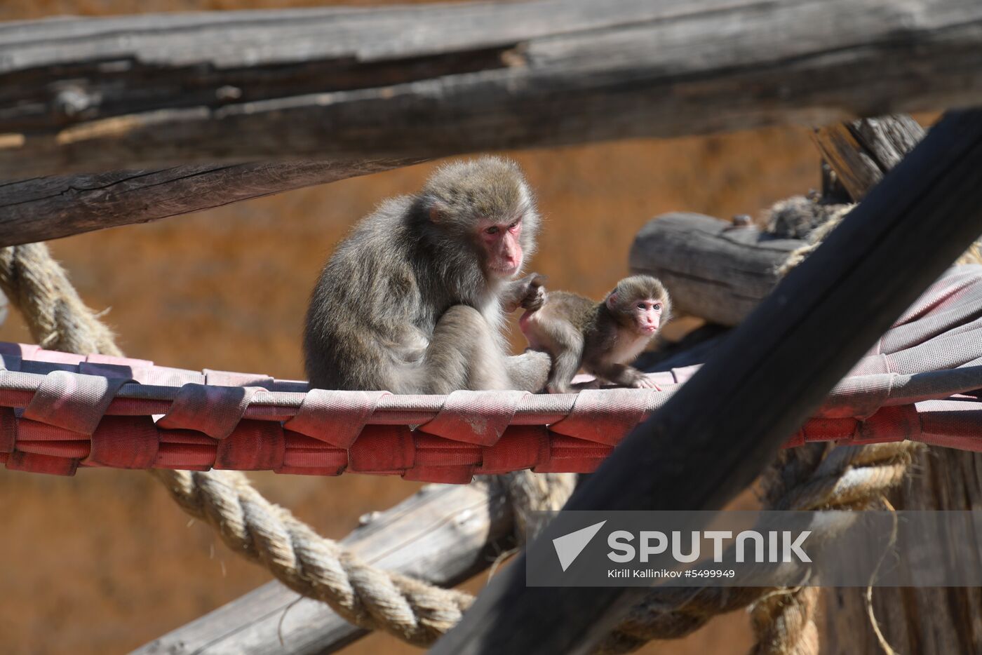 Baby Japanese macaque born in Moscow Zoo
