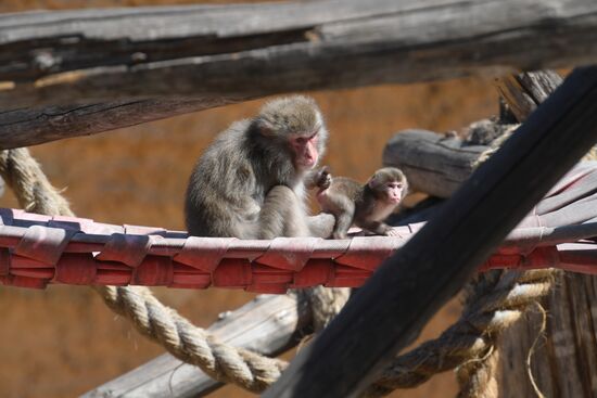 Baby Japanese macaque born in Moscow Zoo