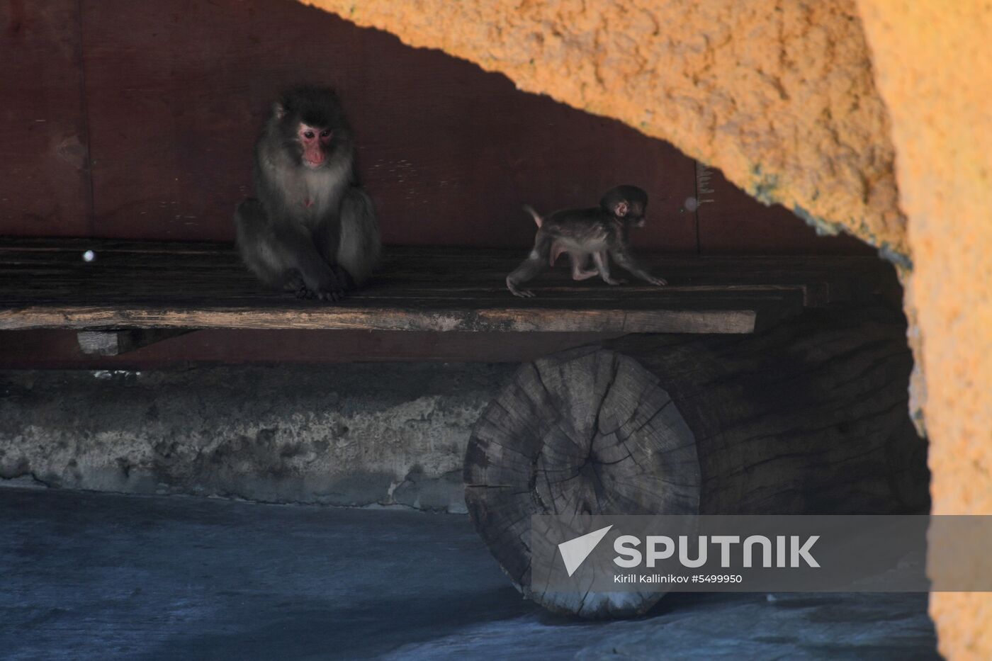 Baby Japanese macaque born in Moscow Zoo