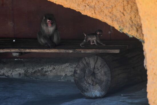 Baby Japanese macaque born in Moscow Zoo