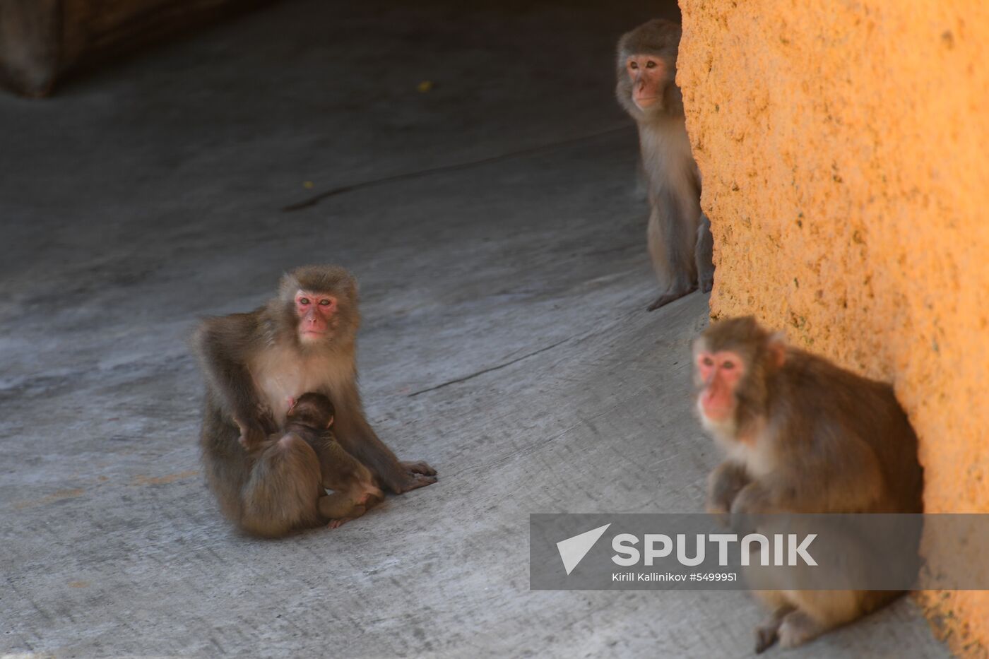 Baby Japanese macaque born in Moscow Zoo