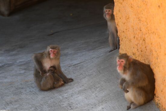 Baby Japanese macaque born in Moscow Zoo