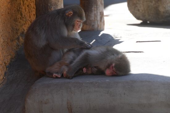 Baby Japanese macaque born in Moscow Zoo