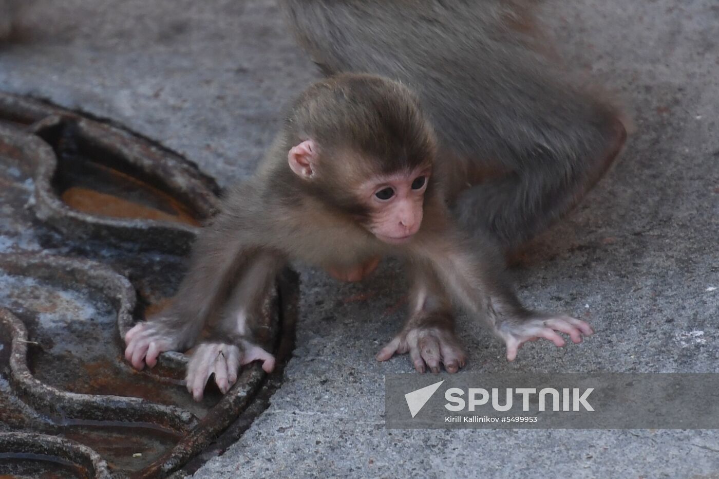Baby Japanese macaque born in Moscow Zoo