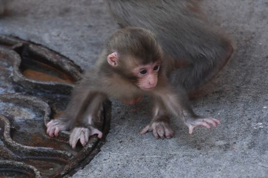 Baby Japanese macaque born in Moscow Zoo
