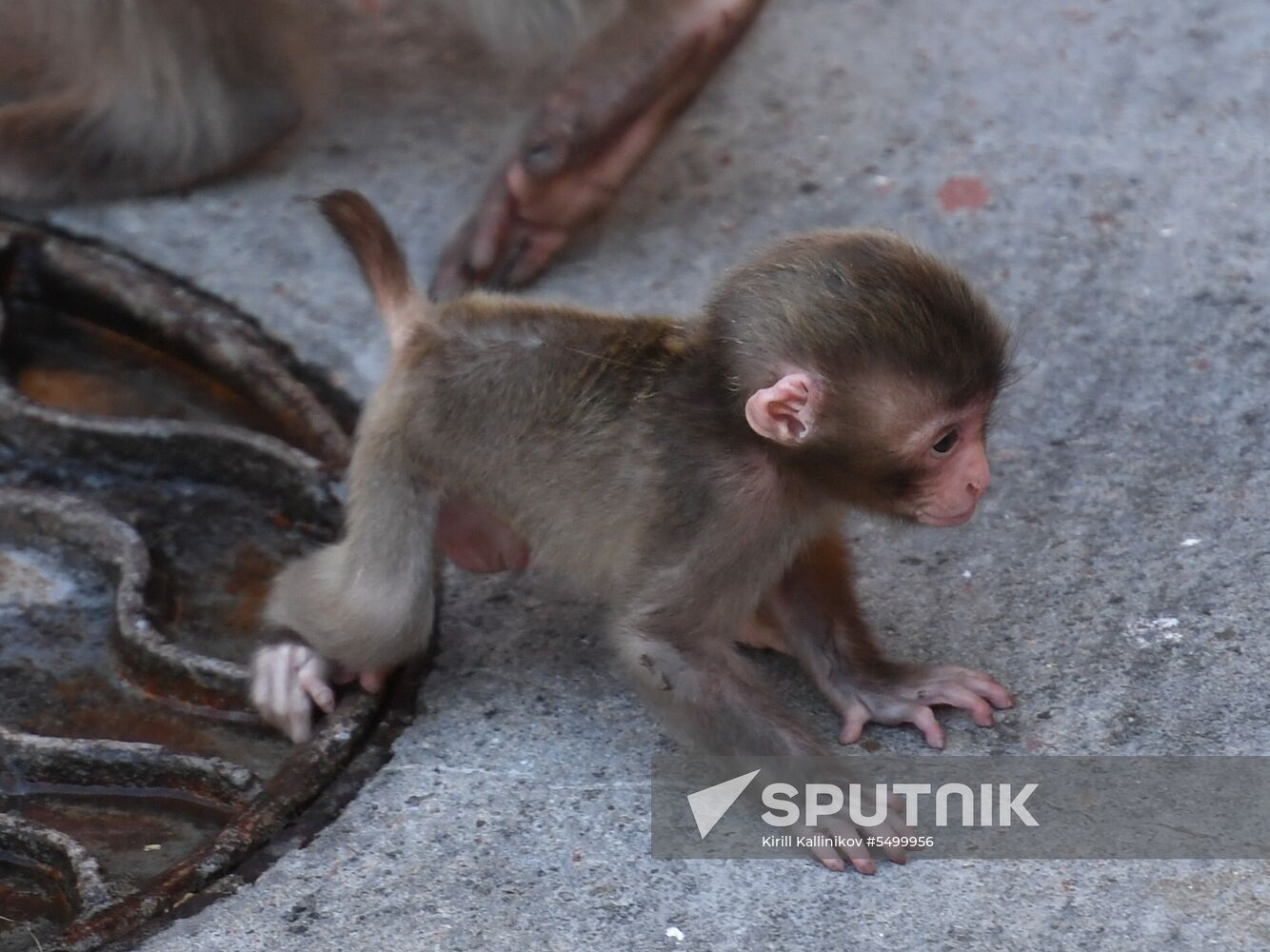Baby Japanese macaque born in Moscow Zoo