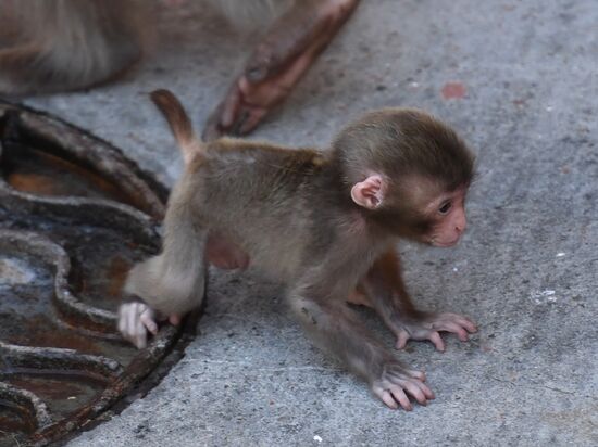 Baby Japanese macaque born in Moscow Zoo