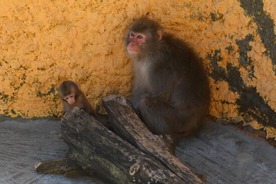 Baby Japanese macaque born in Moscow Zoo