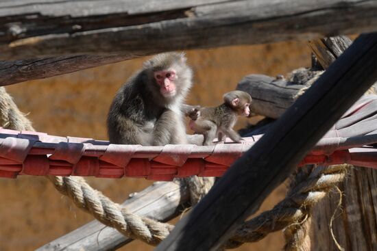 Baby Japanese macaque born in Moscow Zoo