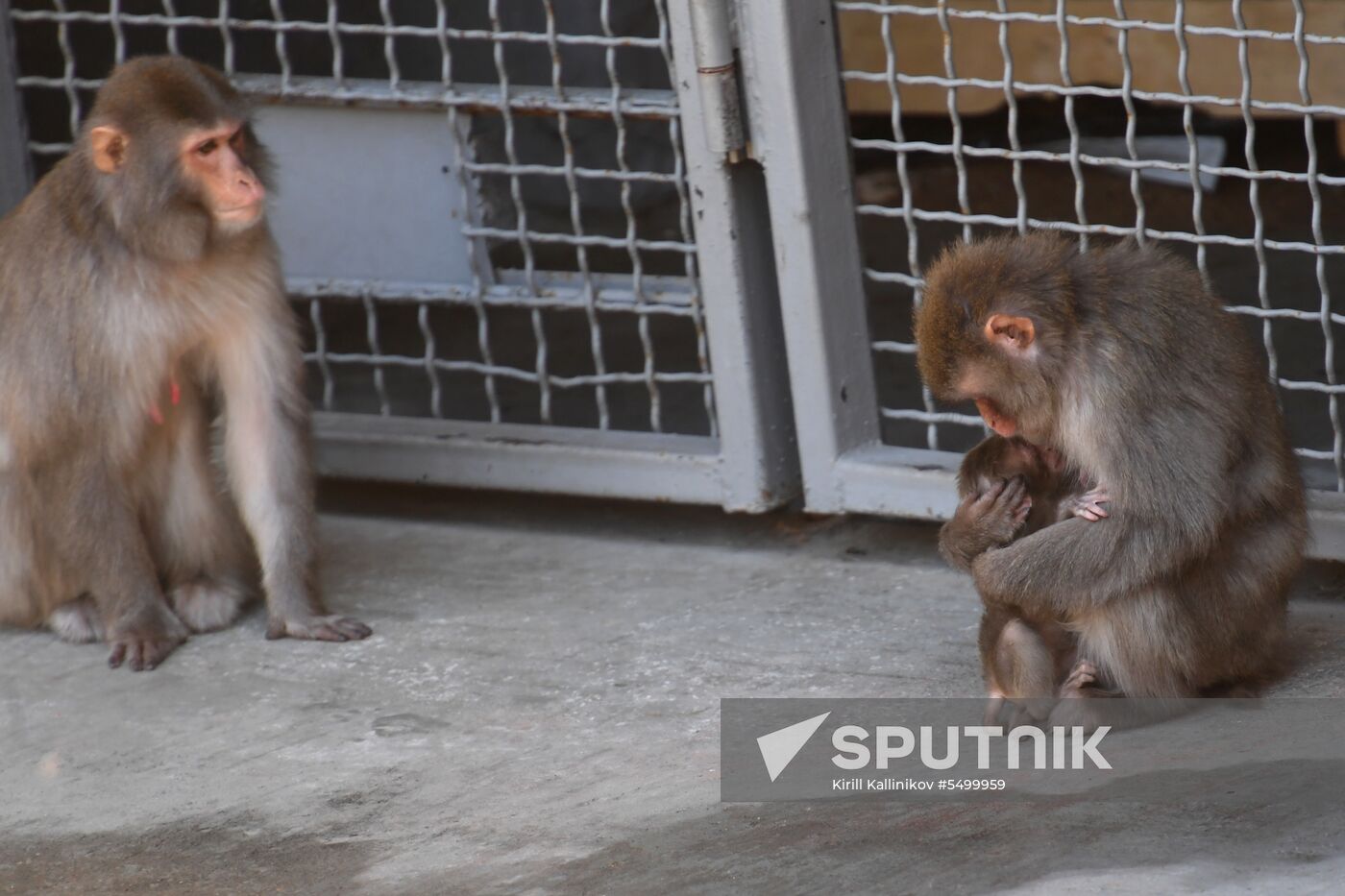 Baby Japanese macaque born in Moscow Zoo